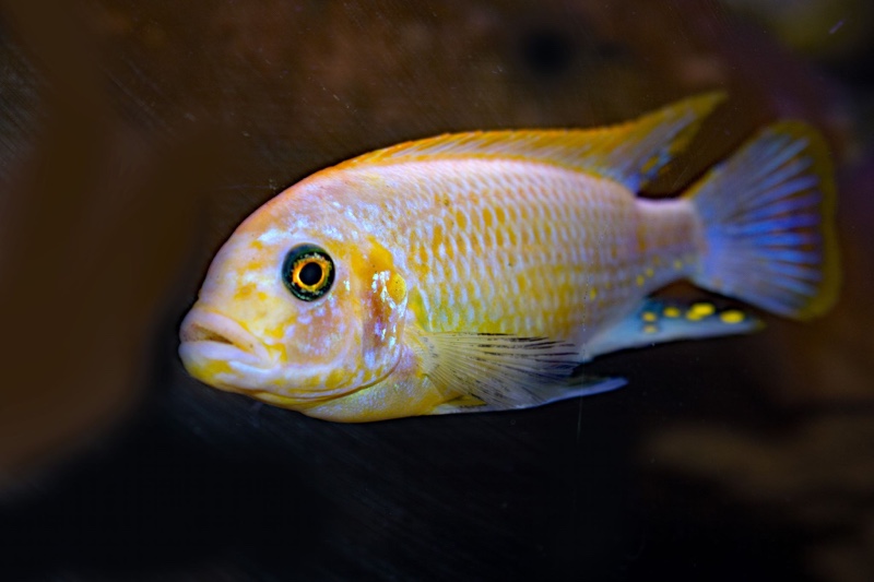 Maylandia fainzilberi 'Lundo Island'